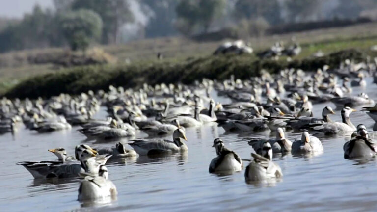 Migratory birds transform Gharana wetland into bird-watching paradise