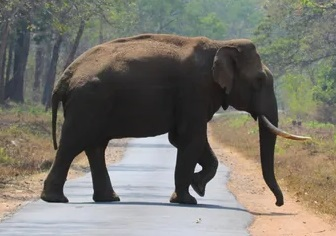‘Arikomban’ healthy: TN Forest Dept refutes reports about wild tusker’s death