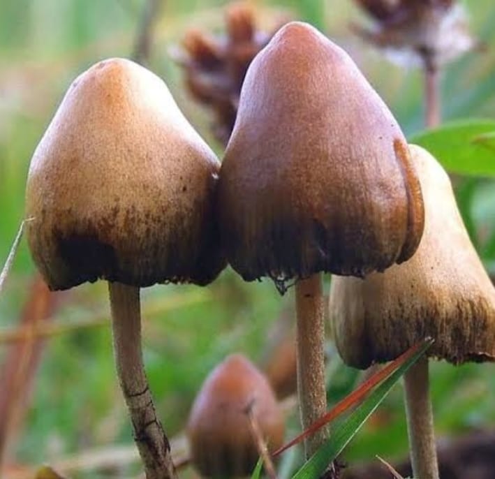 Russian national held in Goa for growing ‘magic mushroom’